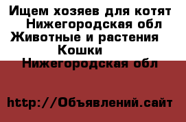 Ищем хозяев для котят! - Нижегородская обл. Животные и растения » Кошки   . Нижегородская обл.